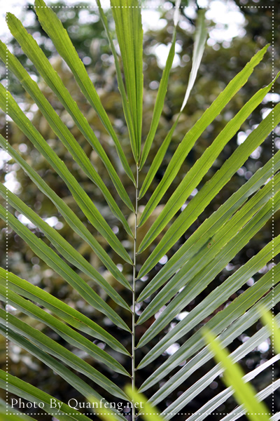 华南植特园写生